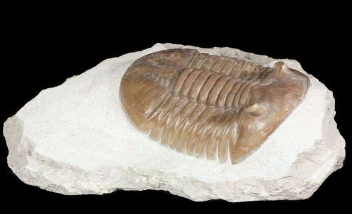 Asaphus Lepidurus Trilobite - Very Large For Species #46017